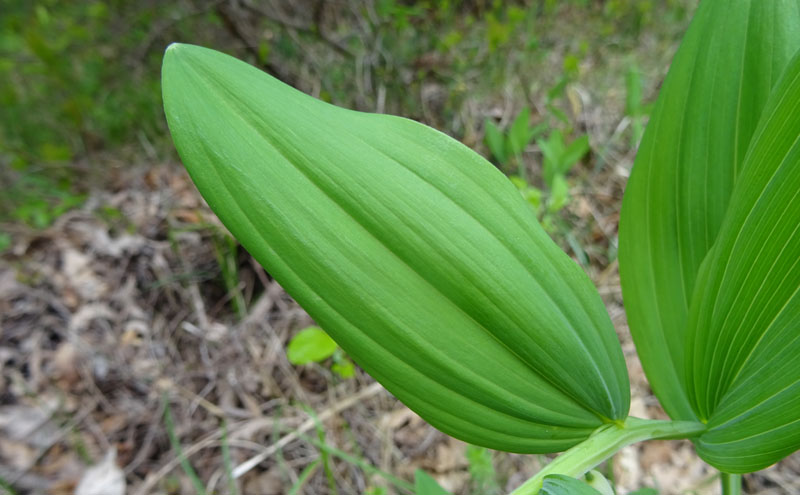 Polygonatum odoratum - Sigillo di Salomone